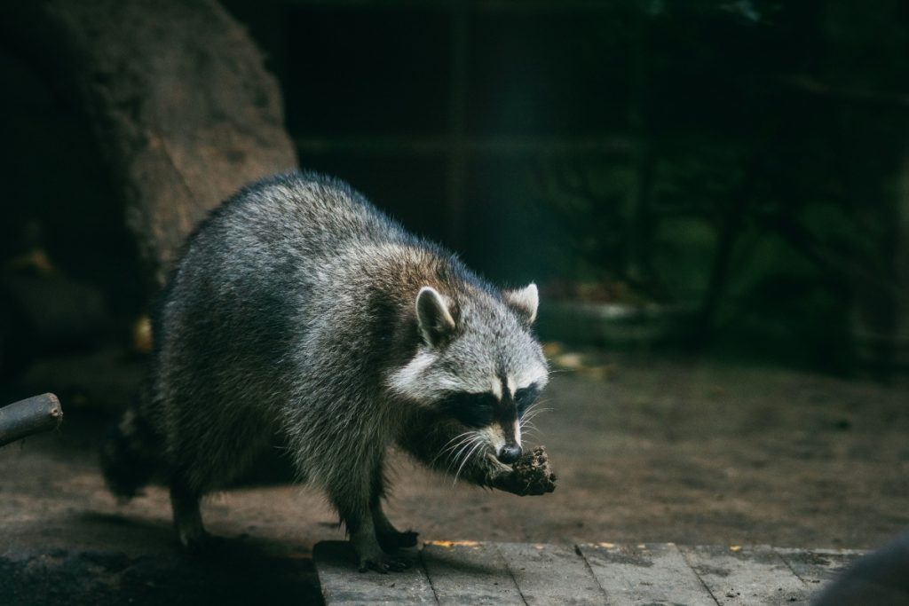 The College Boy, Raccoons, and Pizza